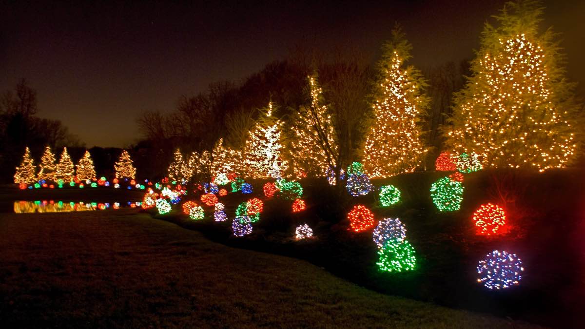 Night photo of Christmas lights on pine trees and shrubs